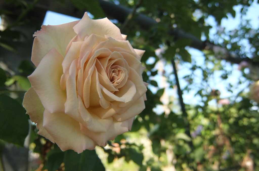 2014/05/18_平成の森公園の薔薇