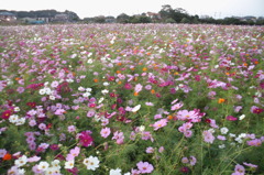2014/10/18_コスモス畑