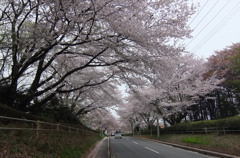 2015/04/04_無線山の桜