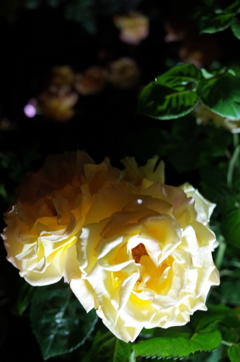 2015/05/17_夜の伊奈バラ園