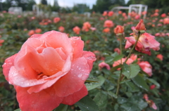 2014/06/29_雨上がりの伊奈バラ園