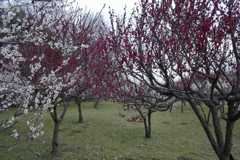 2016/02/28_花の丘農林公苑の紅白梅