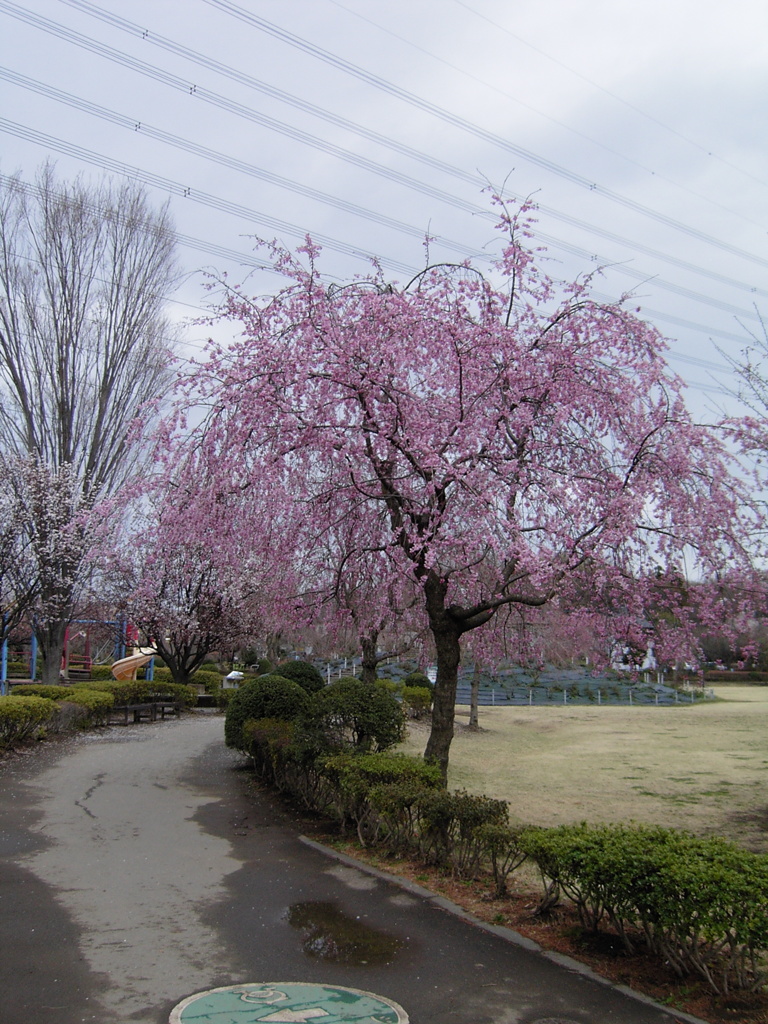 2017/04/01_上平公園の花
