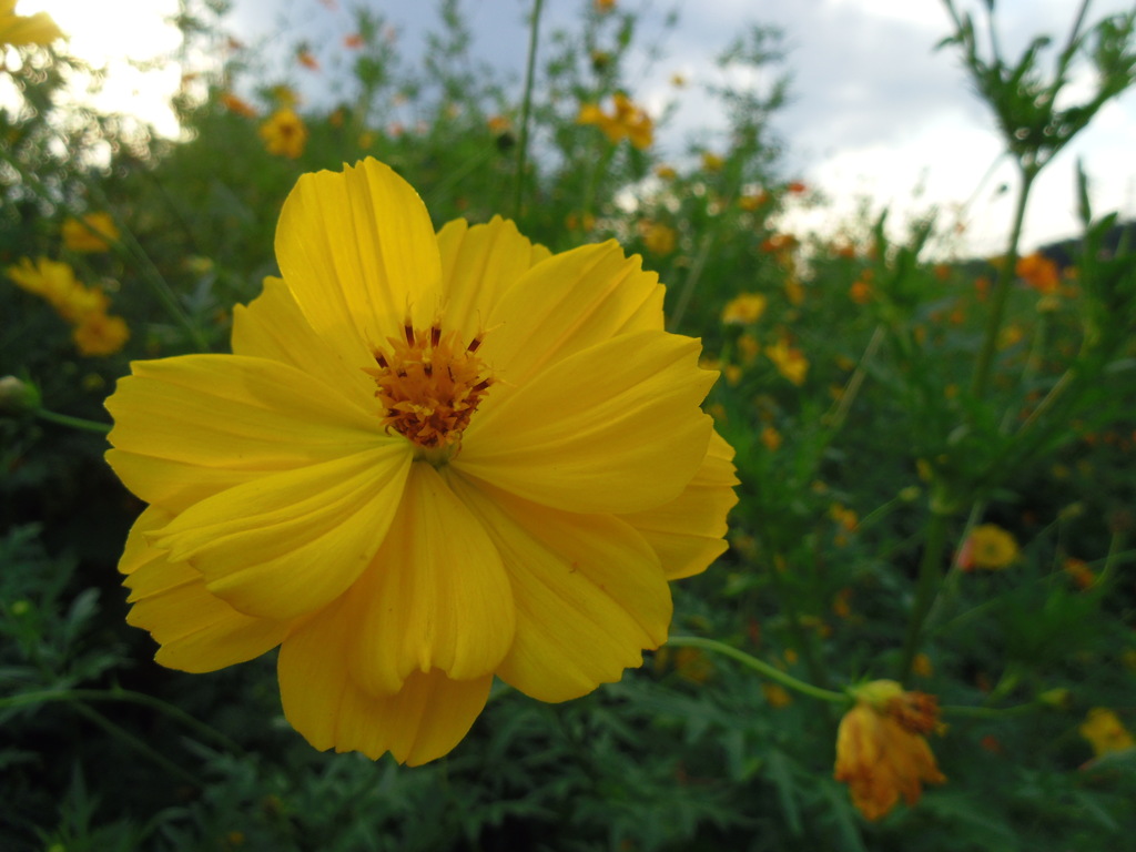 2016/09/10_キバナコスモス