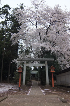 2015/04/04_伊奈崇霊社の桜