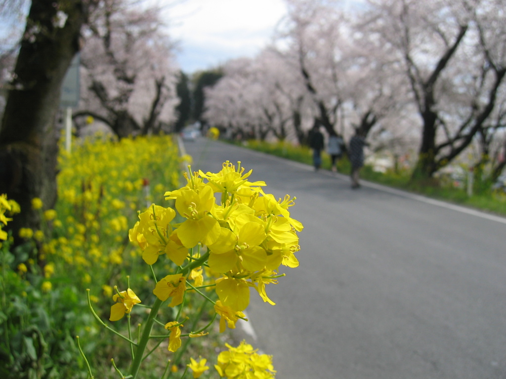2016/04/03_城ヶ谷堤の桜と菜の花