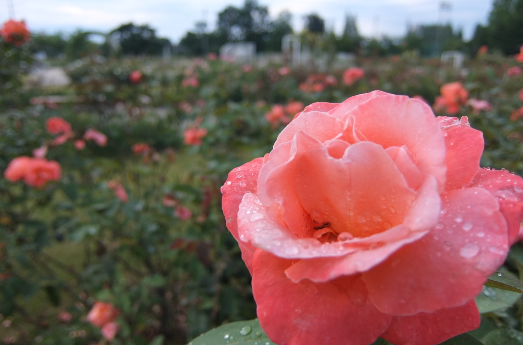 2014/06/29_雨上がりの伊奈バラ園