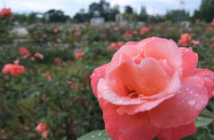 2014/06/29_雨上がりの伊奈バラ園