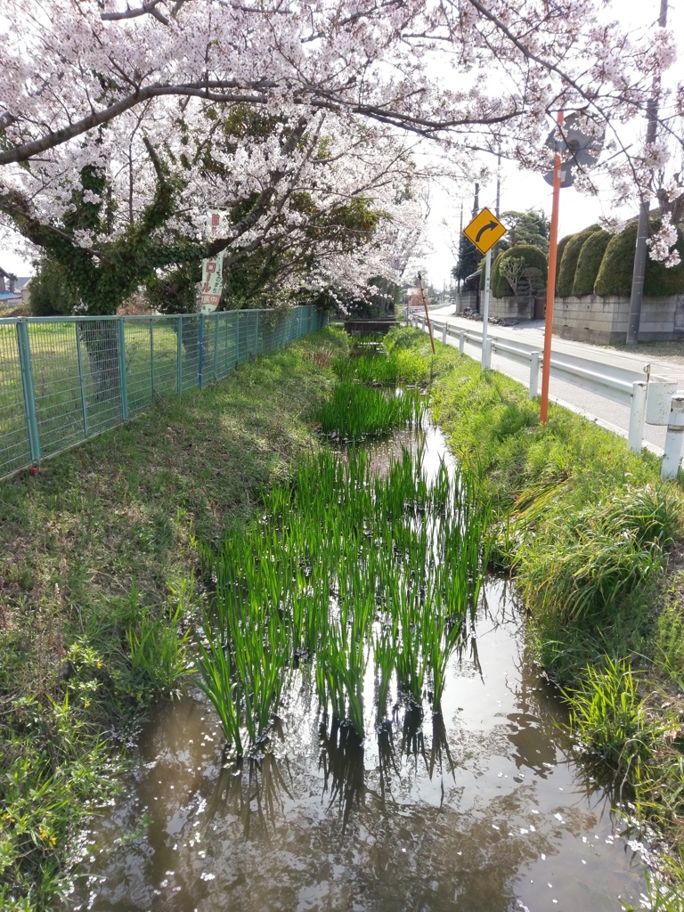 2018/04/01_小川と桜