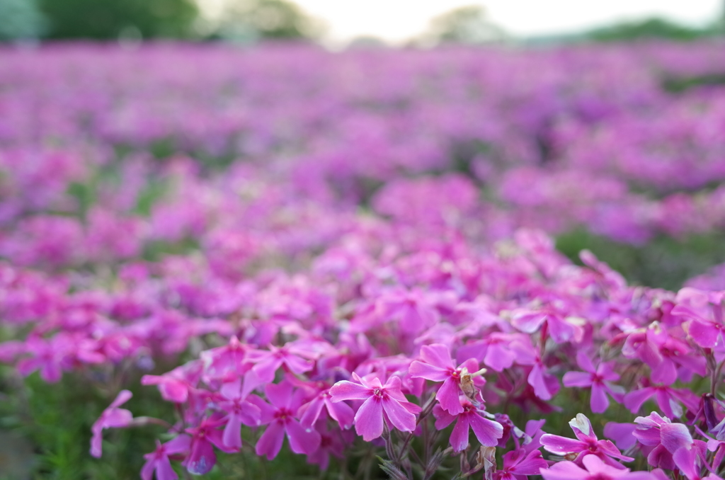 2015/04/25_花の丘農林公苑の芝桜