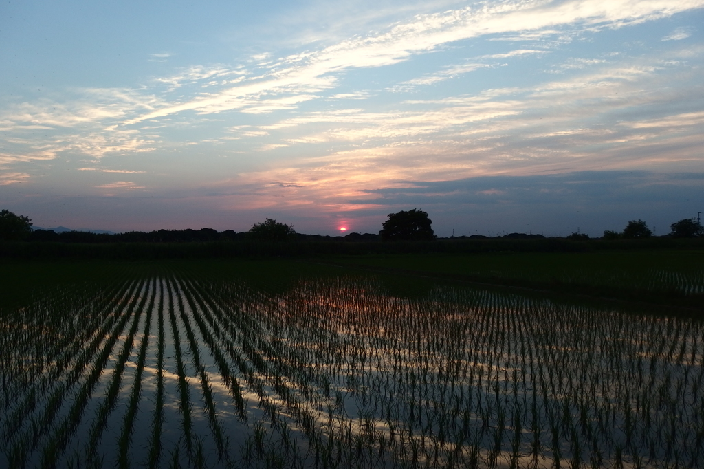 2015/05/24_水田の夕暮れ