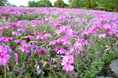 2015/04/25_花の丘農林公苑の芝桜