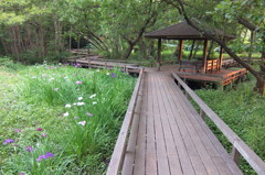 2014/06/14_伊奈町制施行記念公園の池