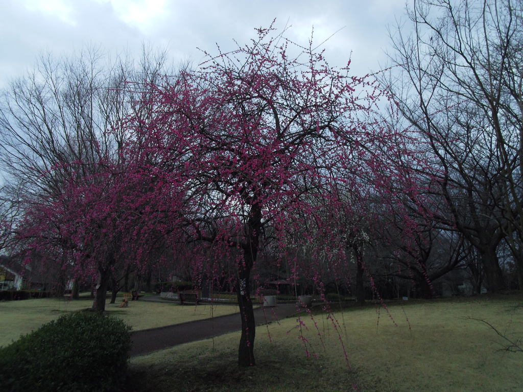 2016/02/28_花の丘農林公苑の枝垂れ梅