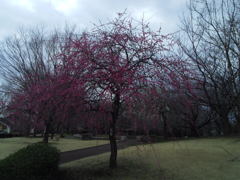 2016/02/28_花の丘農林公苑の枝垂れ梅
