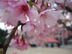 2016/03/27_放光寺の桜