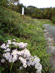 2018/10/28_外秩父山中の野菊