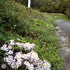 2018/10/28_外秩父山中の野菊