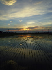 2017/07/02_水田の夕暮れ