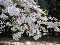 2019/04/06_氷川児童公園の桜