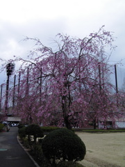 2017/04/01_上平公園の花