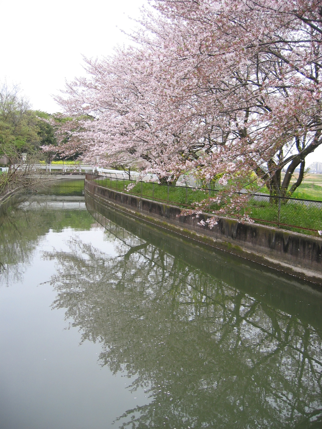 2016/04/10_見沼代用水の桜（と菜の花）