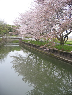 2016/04/10_見沼代用水の桜（と菜の花）