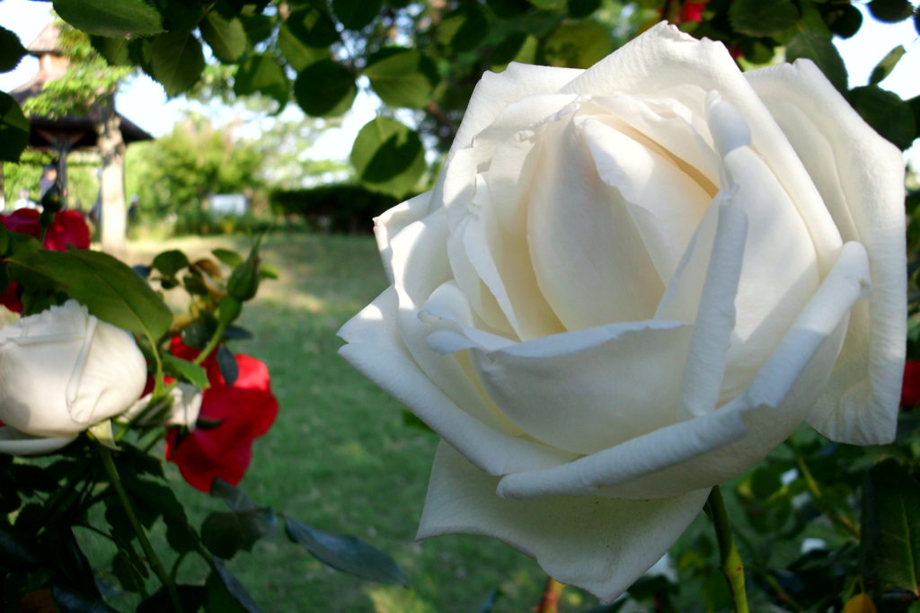 2014/05/18_平成の森公園の薔薇