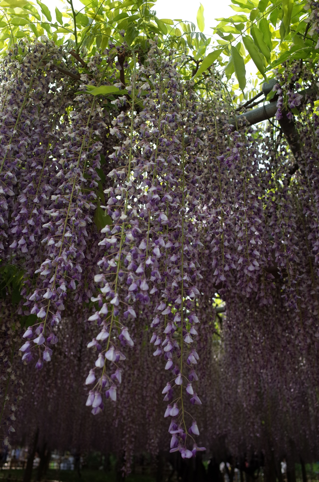 2015/05/03_玉敷公園の藤