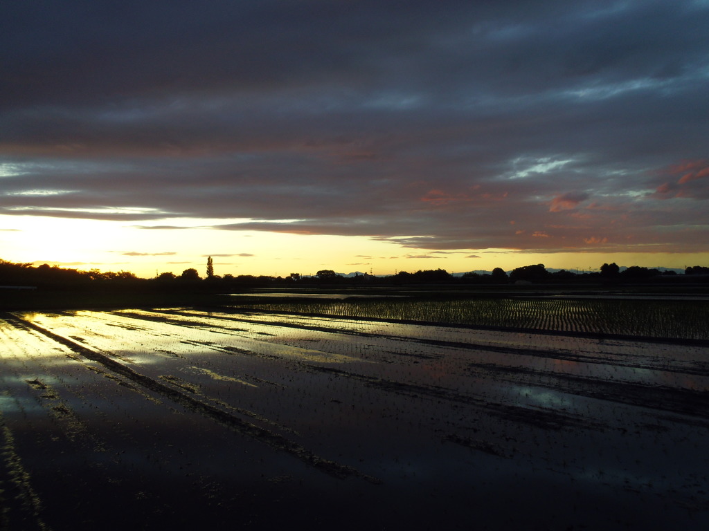 2017/06/04_水田の夕暮れ