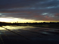 2017/06/04_水田の夕暮れ