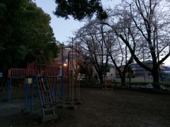 2019/03/31_氷川児童公園の夕暮れ桜