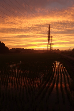 2015/06/27_水田の夕暮れ