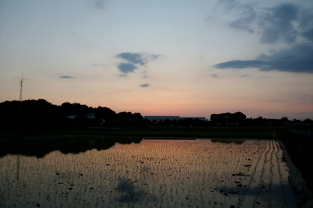 2016/06/05_水田の夕暮れ