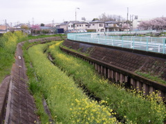 2017/04/09_芝川の菜の花
