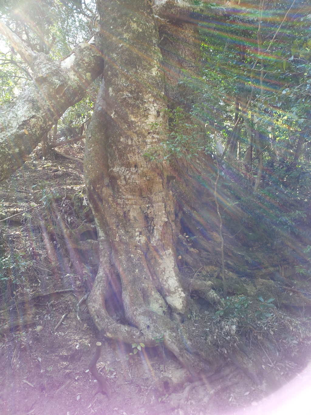 2019/04/13_鞍馬寺 奥の院参道の倒木
