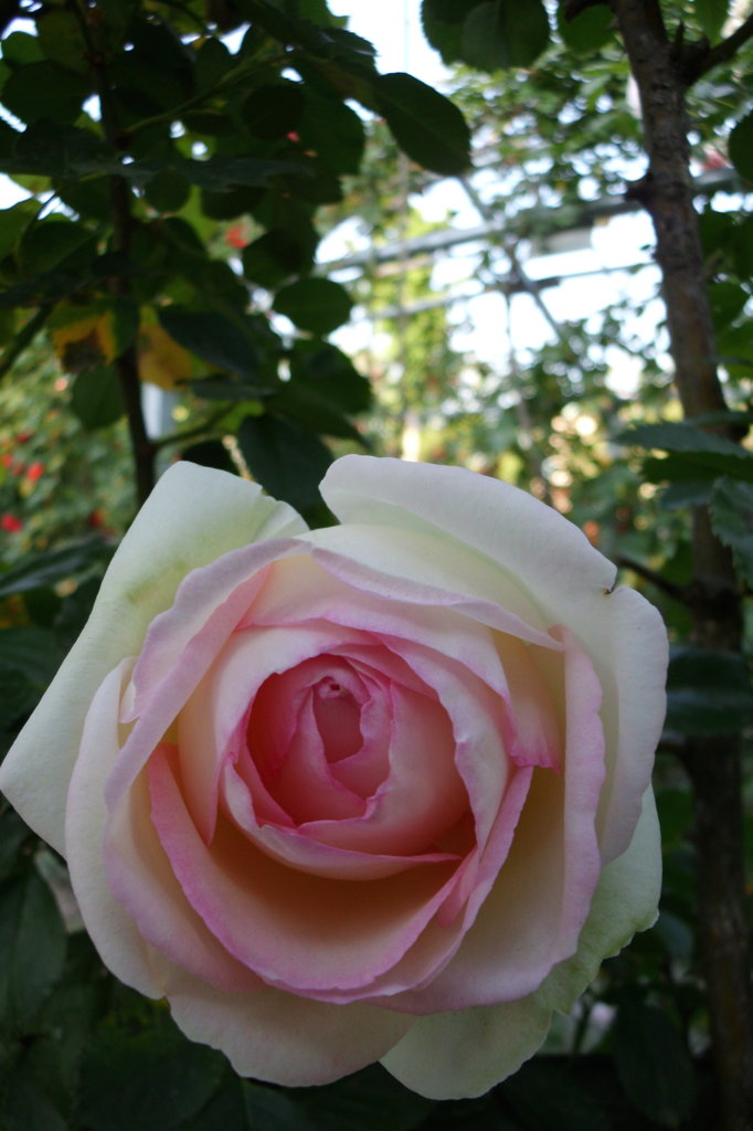 2014/05/18_平成の森公園の薔薇