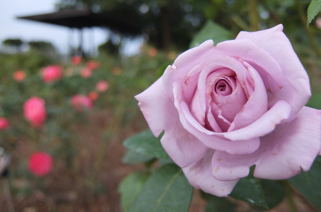 2014/10/12_伊奈バラ園の薔薇