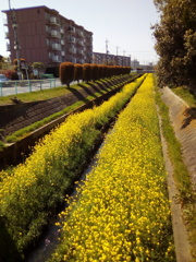 2019/04/06_芝川の菜の花