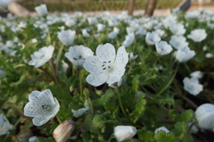 2016/03/19_花の丘農林公苑のネモフィラ