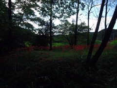 2017/09/18_下里の槻川流域の彼岸花