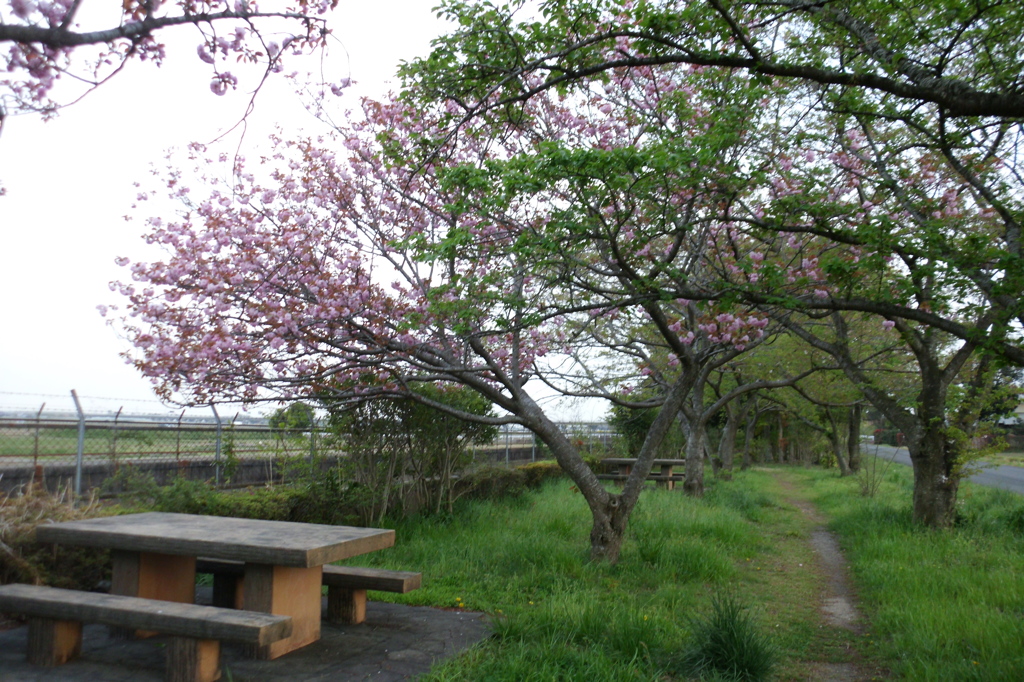 2016/04/16_見沼代用水の八重桜