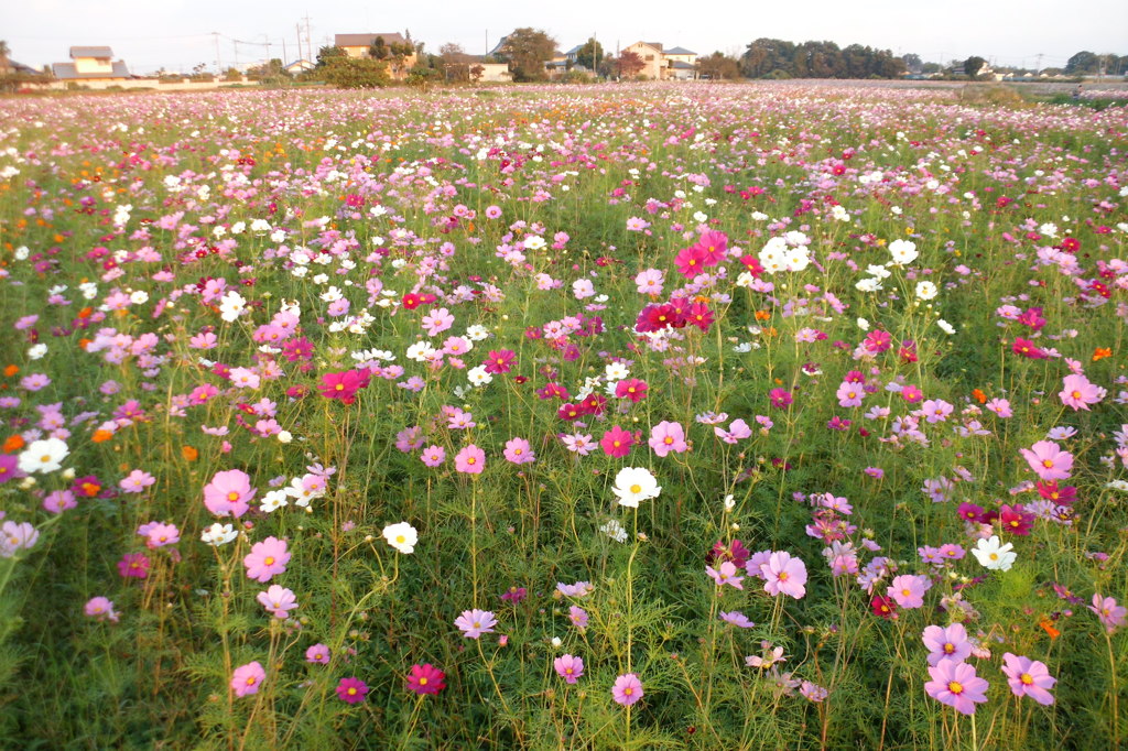 2014/10/19_コスモス畑