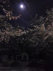 2017/04/10_伊奈中「英霊の塔」の夜桜と月