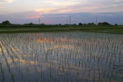 2015/05/24_水田の夕暮れ