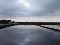 2017/05/27_水田の曇天（没カット）