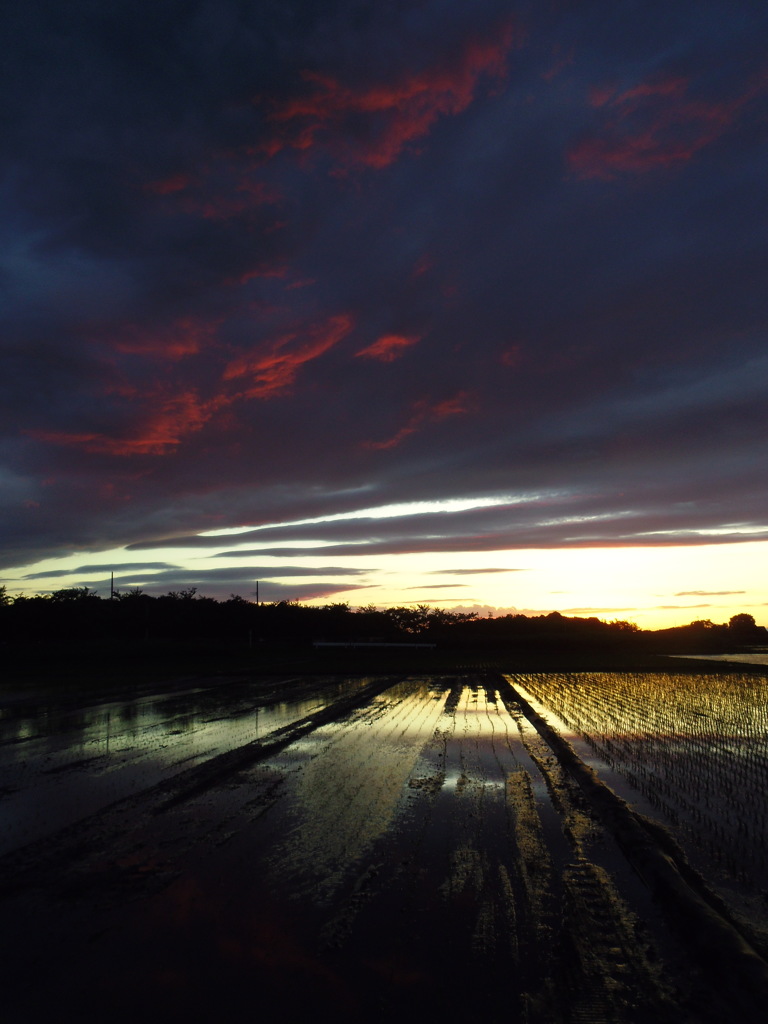 2017/06/04_水田の夕暮れ