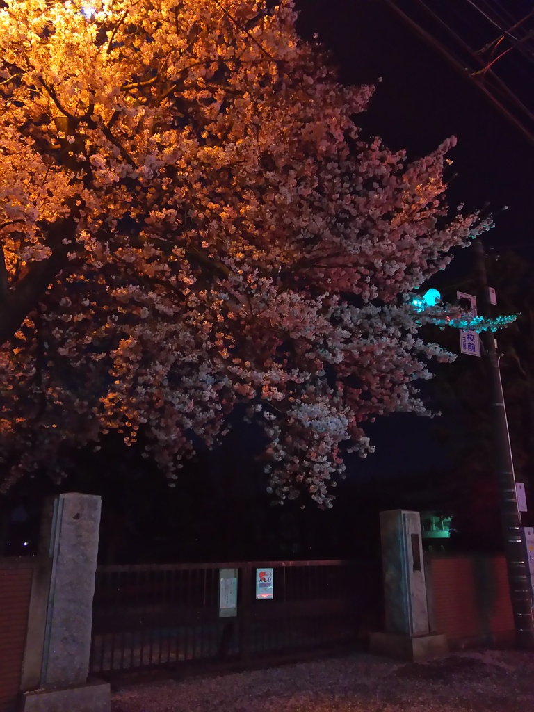 2017/04/10_伊奈中の夜桜