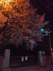 2017/04/10_伊奈中の夜桜