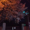 2017/04/10_伊奈中の夜桜
